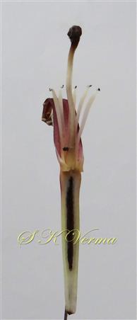  Female flower  V.S.